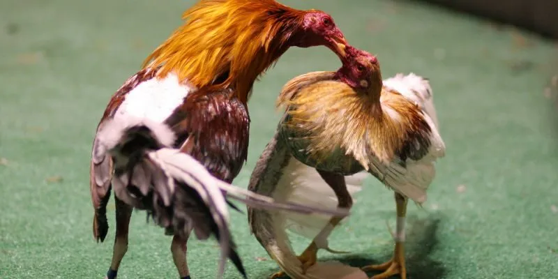 Giới thiệu về trường gà Lào Savan