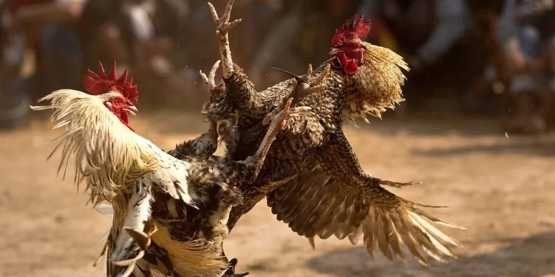 Luật lệ chơi bạn cần nắm tại trường gà Lào